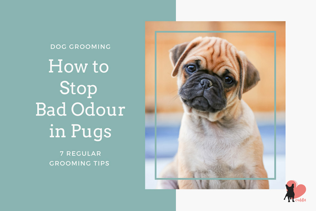 how-to-stop-bad-odour-in-pugs