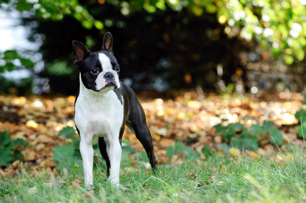 how-to-stop-boston-terrier-digging