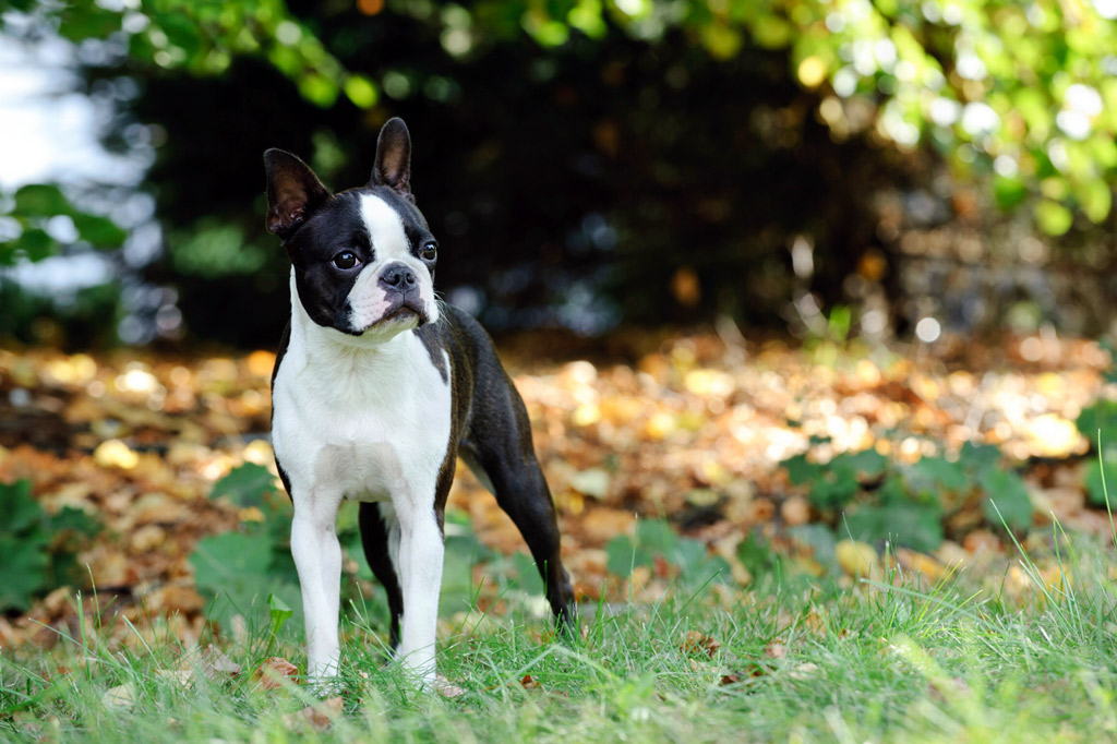 How to Stop Boston Terrier Digging