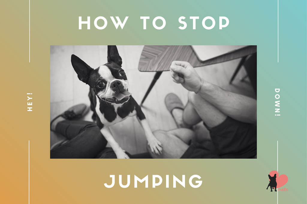 how-to-stop-boston-terrier-jumping