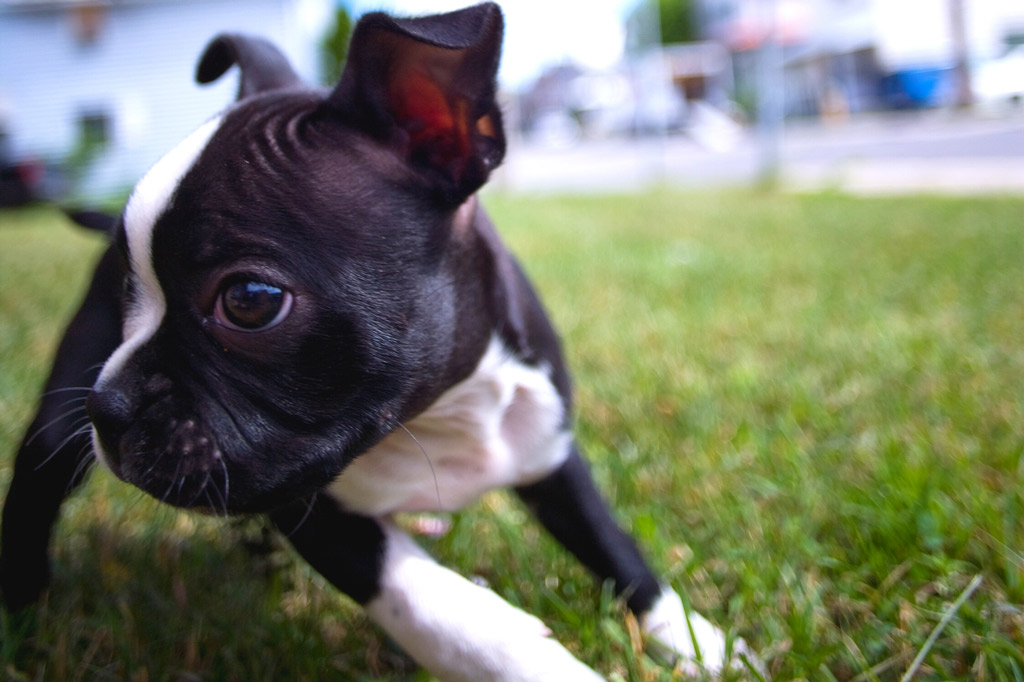 how-to-stop-boston-terrier-nipping