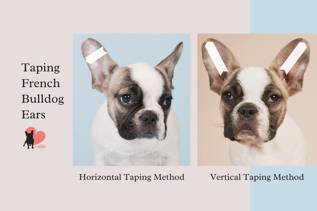 how-to-tape-french-bulldog-ears