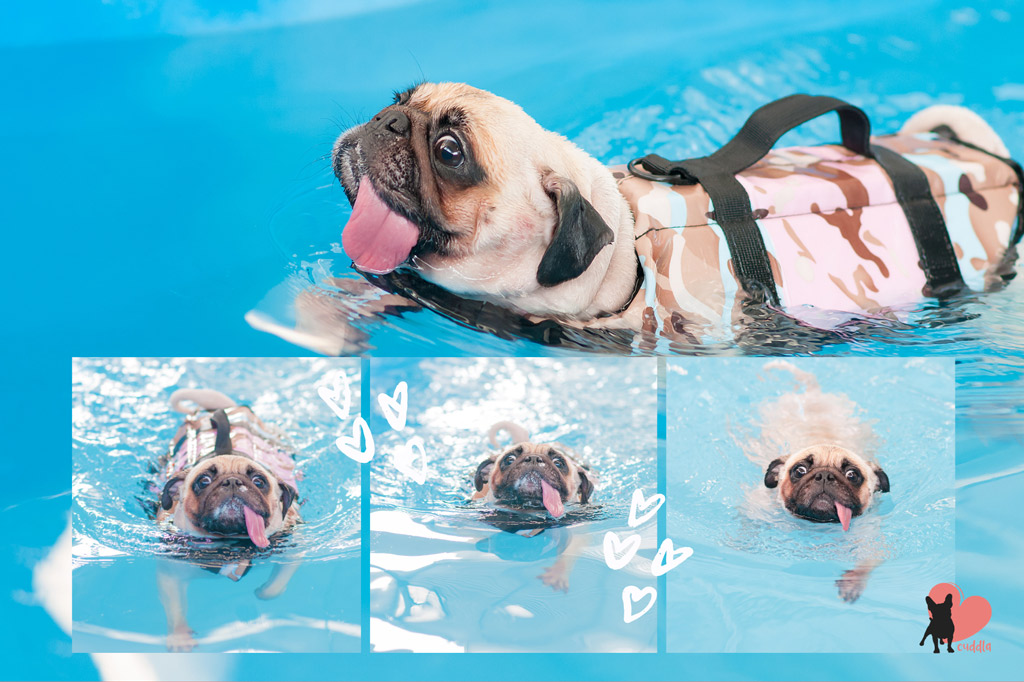 how-to-train-your-pug-to-swim