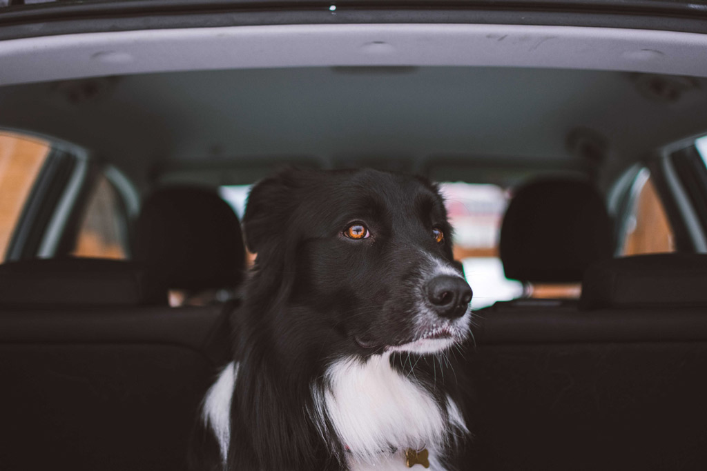 how-to-travel-by-car-with-your-dog