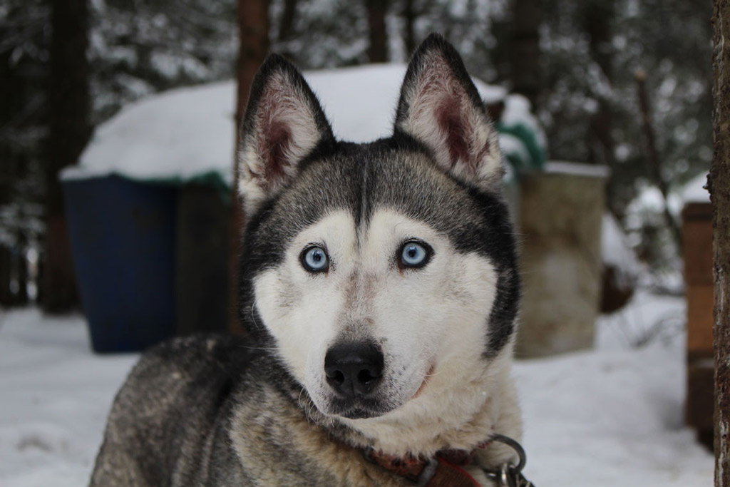 husky-dog-in-snow