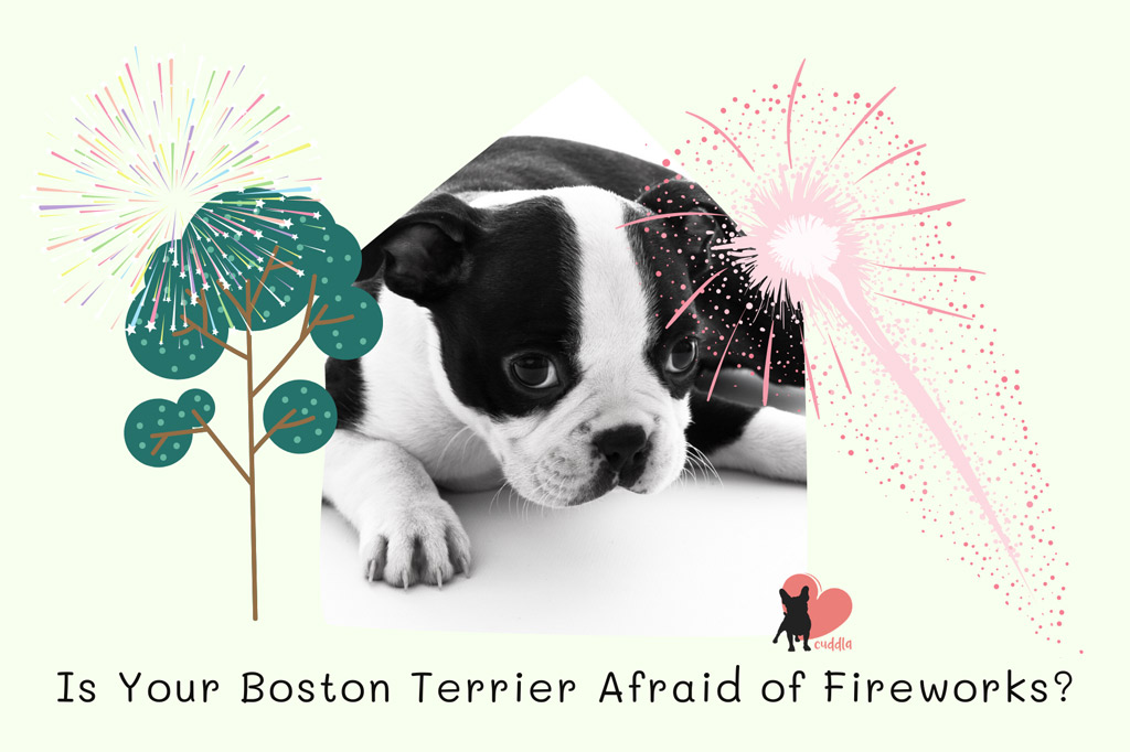 is-your-boston-terrier-afraid-of-fireworks