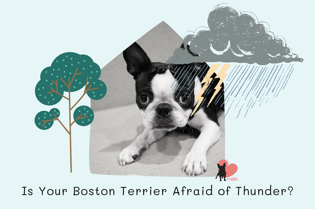 is-your-boston-terrier-afraid-of-thunder