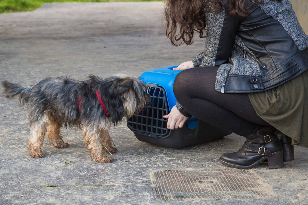 lur-dog-sniffing-carrier