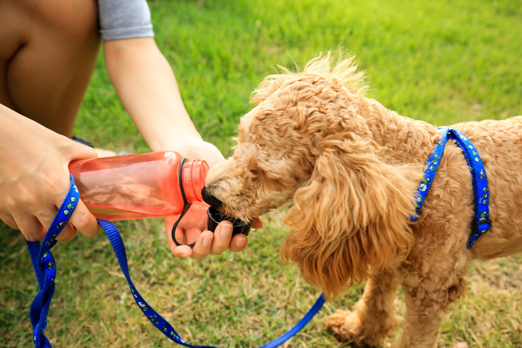 prevent-dog-dehydration