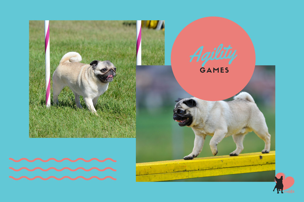 pug-activities-agility-games