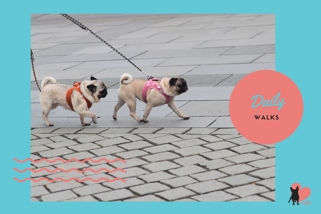 pug-activities-daily-walks