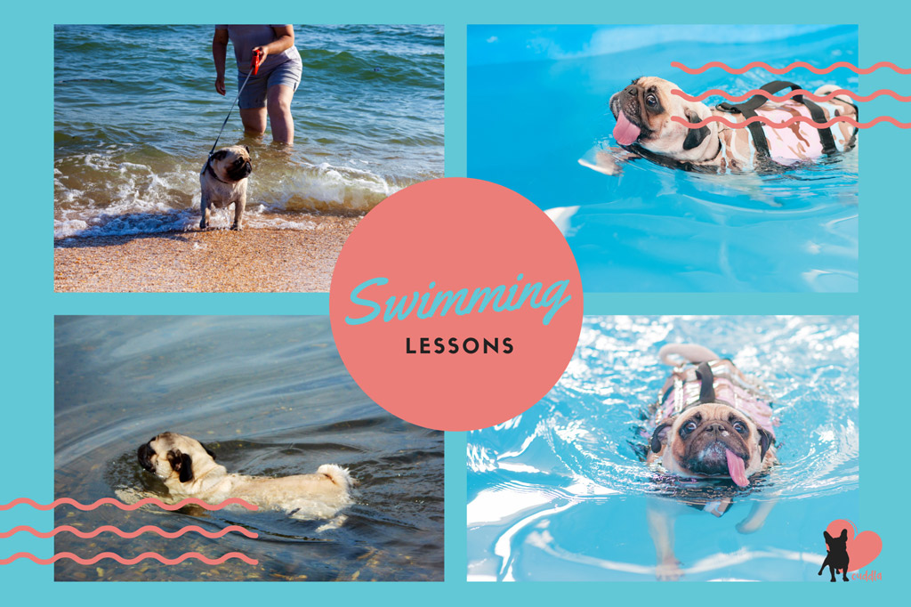 pug-activities-swimming