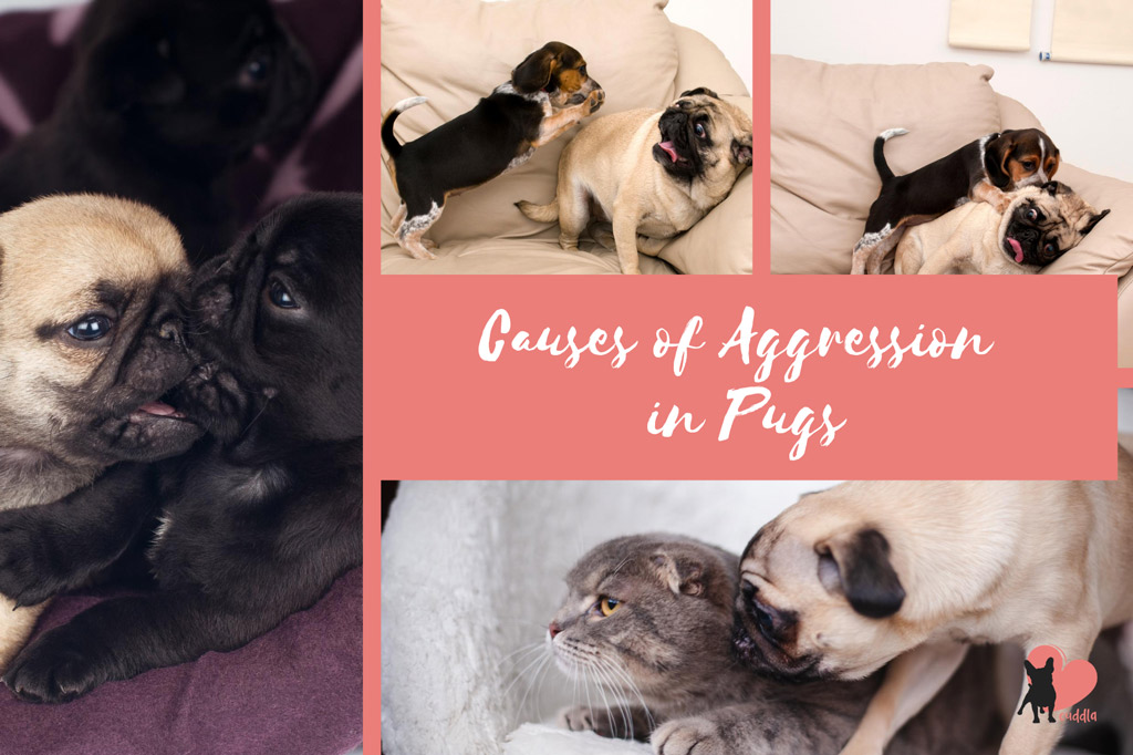 pug-aggression-causes