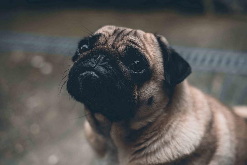 pug-begging-for-food