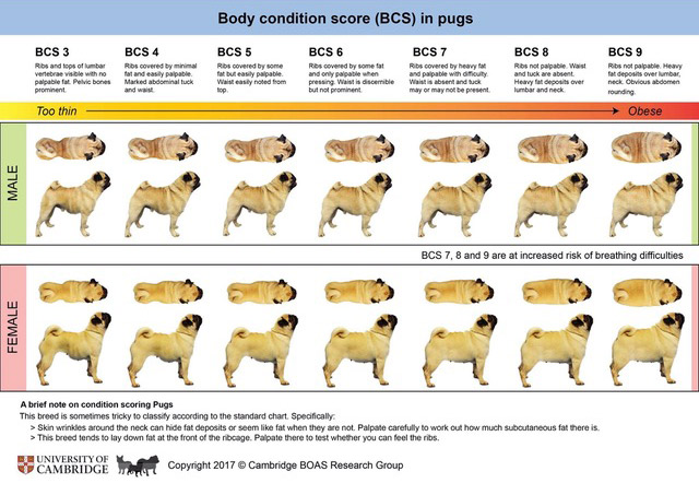 Is My Pug Overweight An Obesity Check And 8 Weight Loss Tips