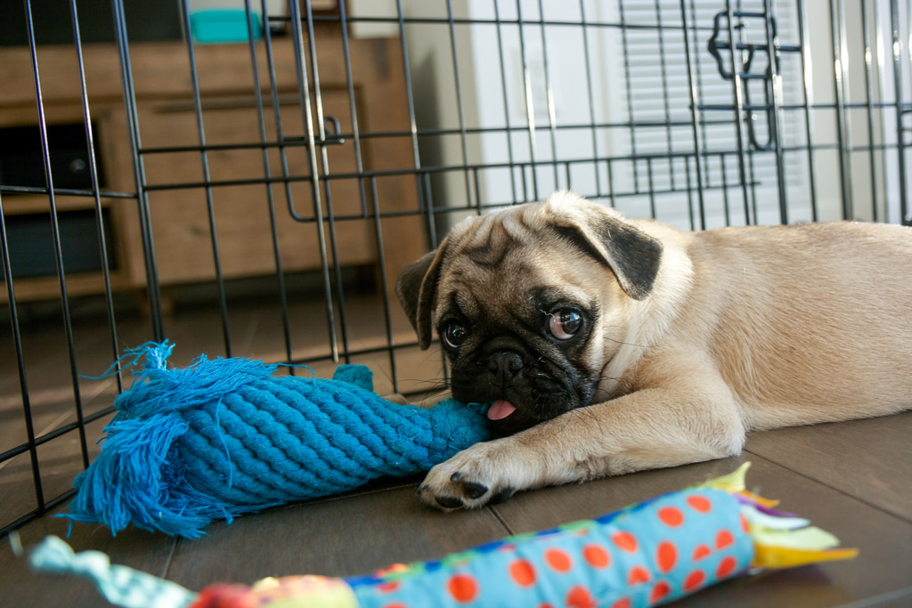 pug-crate-training