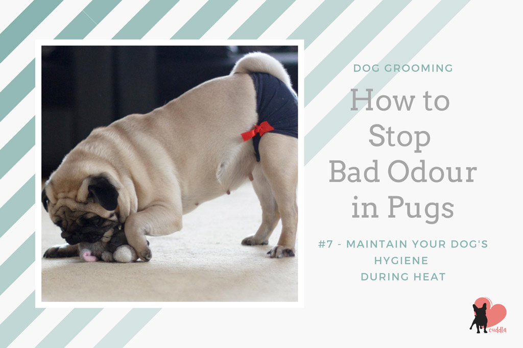 pug-grooming-changing-dog-diapers