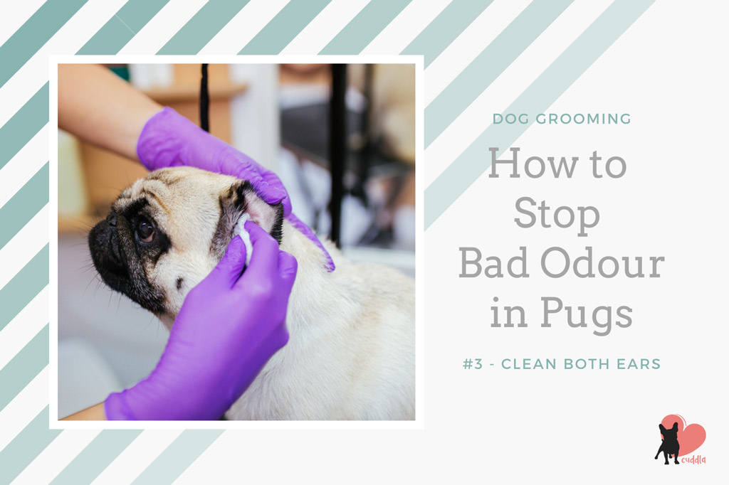 pug-grooming-cleaning-ears
