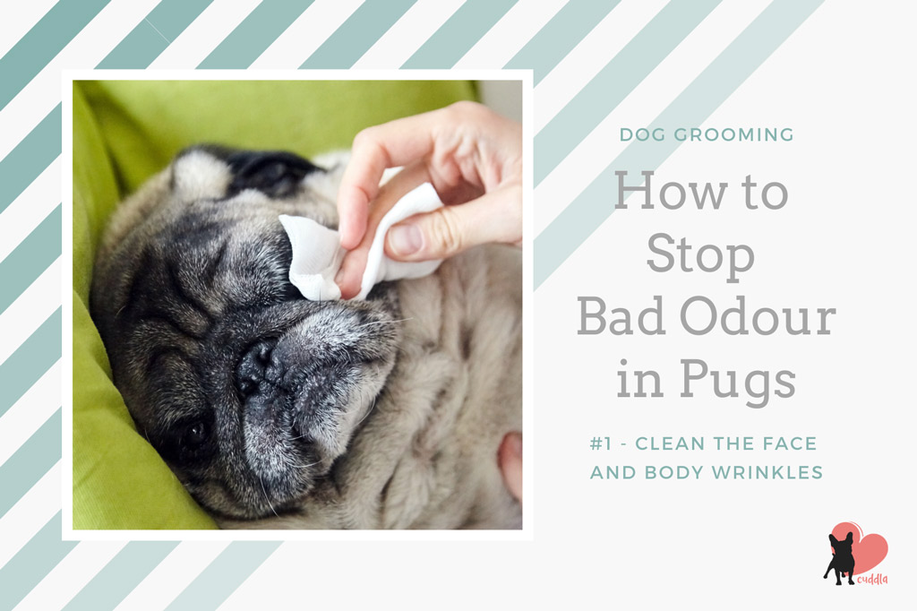 pug-grooming-cleaning-wrinkles