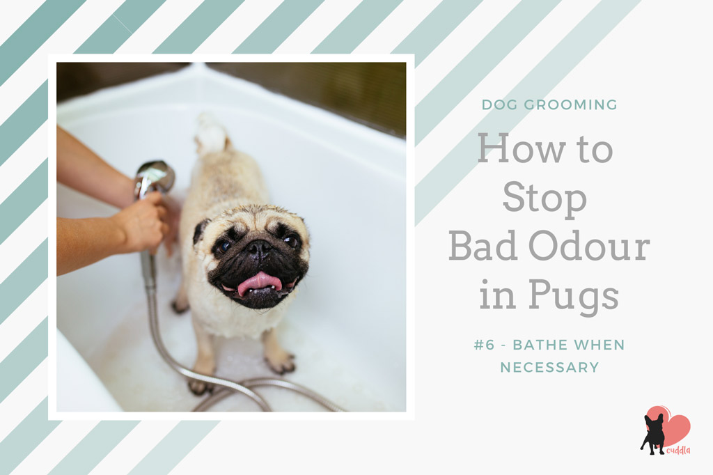 pug-grooming-how-often-to-bathe