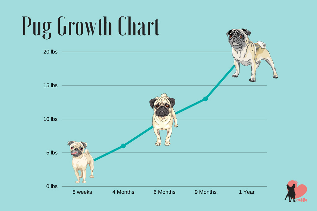 When Are Pugs Full Grown Growth Chart Included