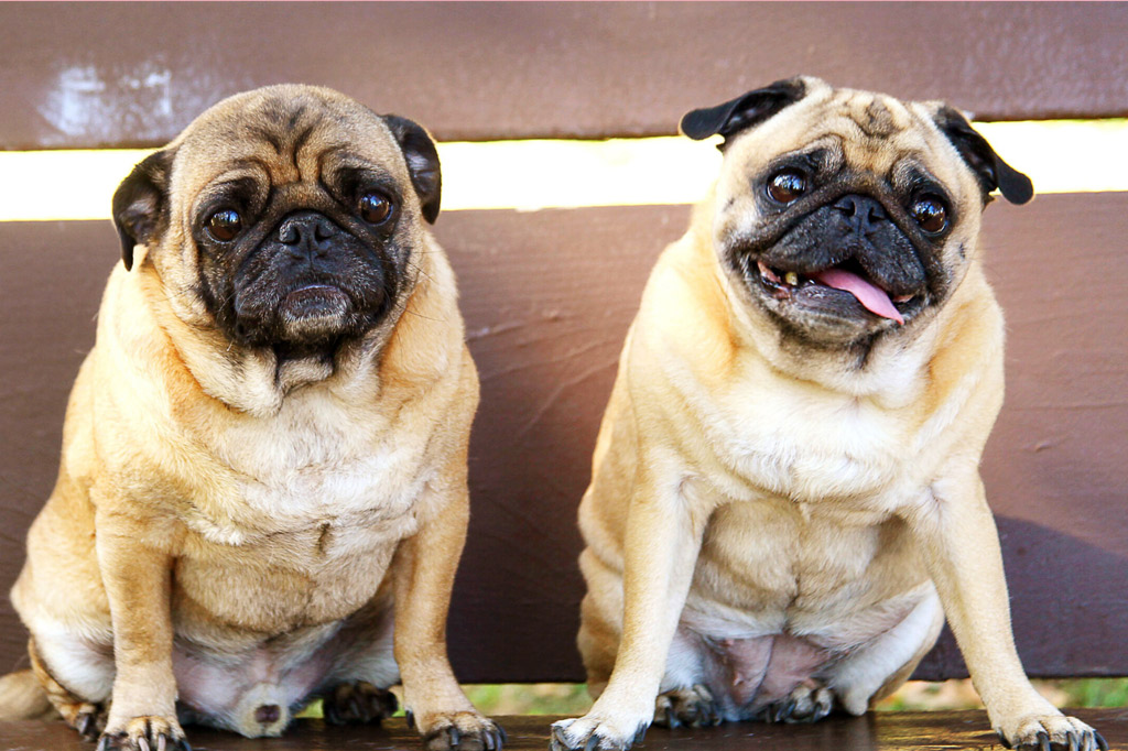 What Size Is A Pug In Clothes at Charles Scott blog