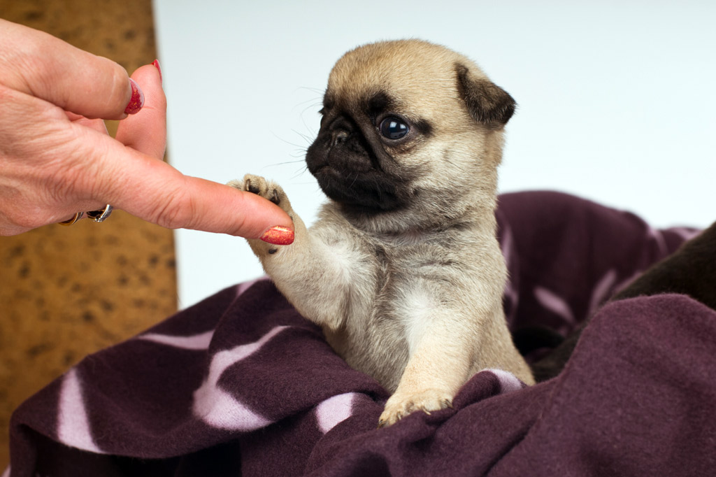 pug-growth-stages-puppy