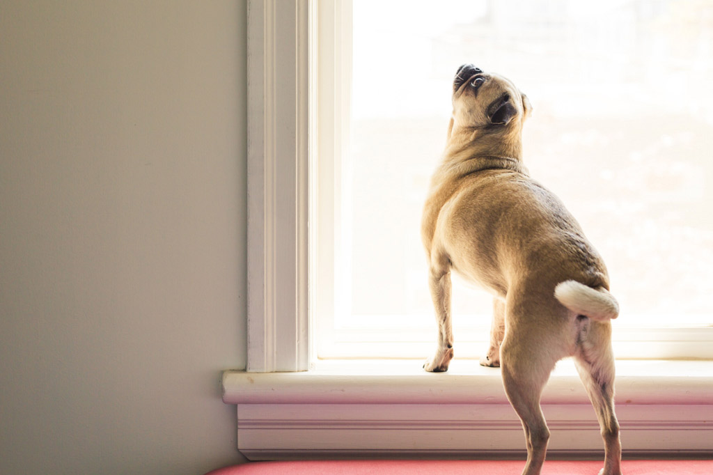 Can Pugs Be Left Alone? 13 Tips to Make It Easier