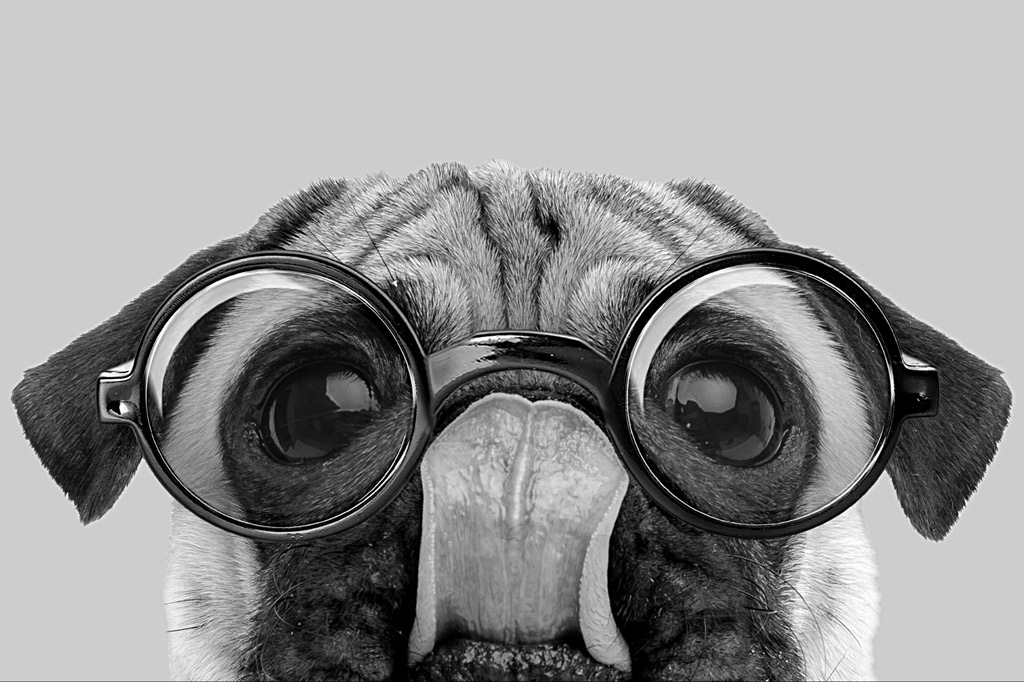 pug intelligence