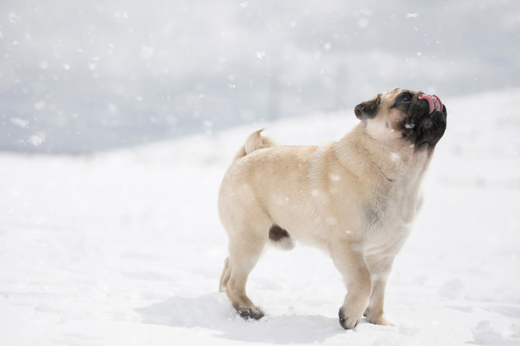 7 Reasons Why Pugs Lick So Much and How to Prevent It