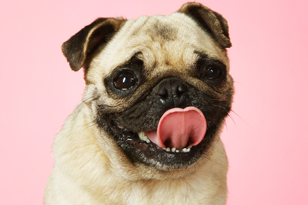 7 Reasons Why Pugs Lick So Much and How to Prevent It