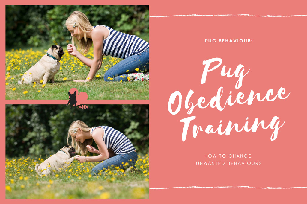 pug-obedience-training