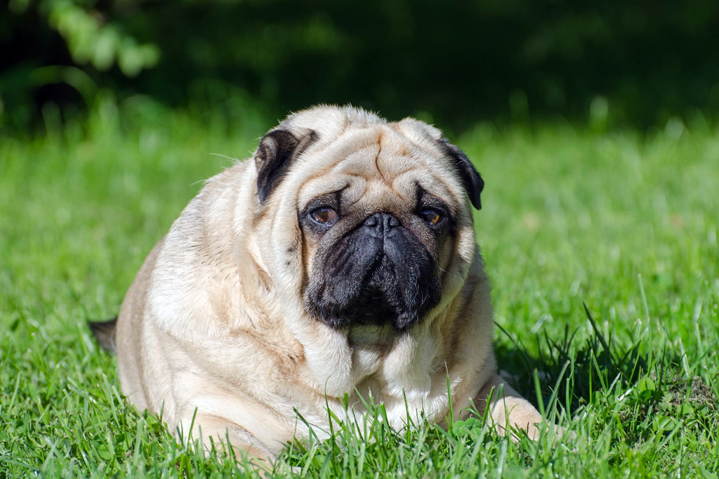 pug-overweight