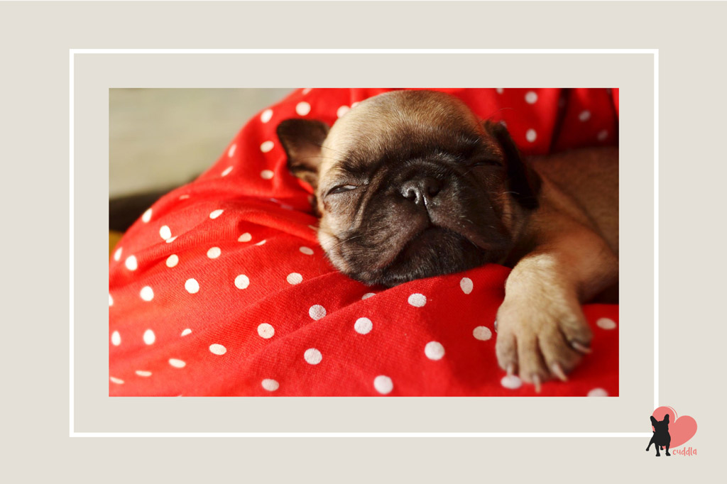 How Long Do Pugs Sleep? 5 Factors Behind Sleeping Habits