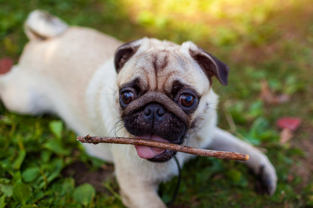 pug-puppy-teething