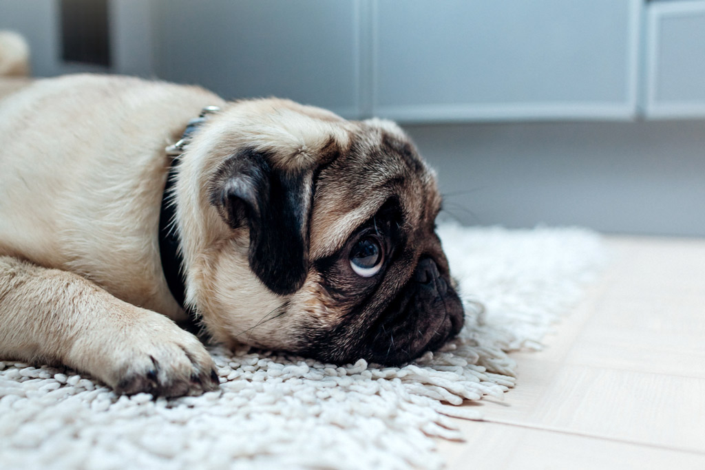 pug-separation-anxiety