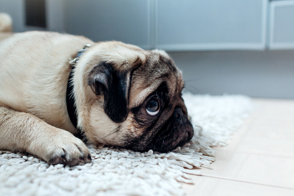 pug anxiety medication