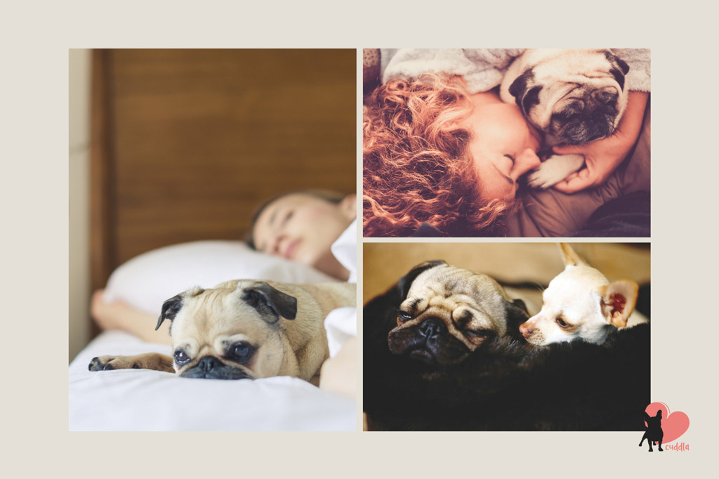 pug-sleeping-companions