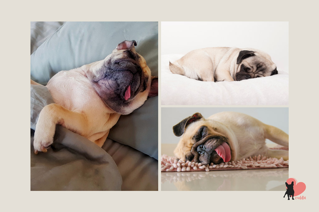 pug-sleeping