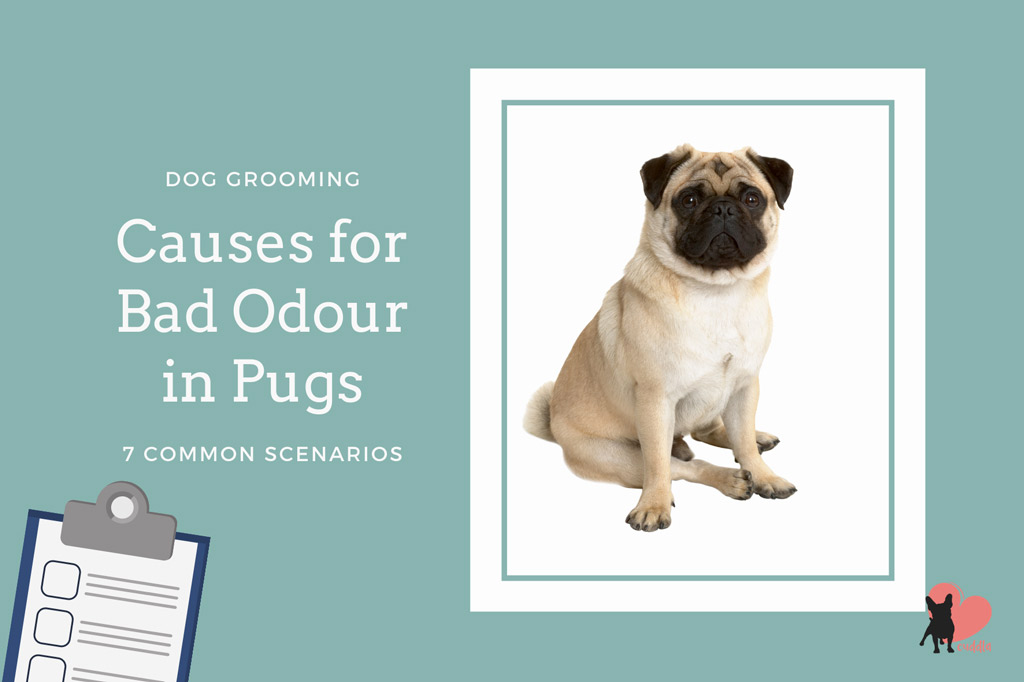 Why Do Pugs Smell? 7 Tips to Stop Bad Odour in Dogs