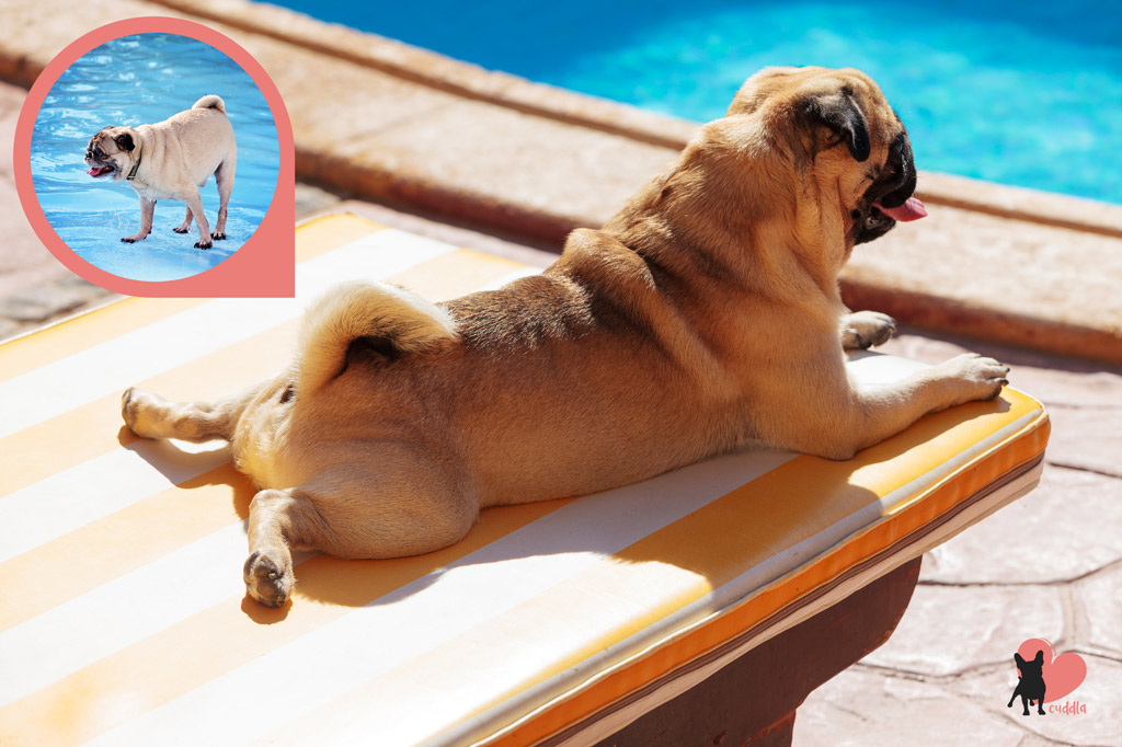 pug-swimming-safety-at-the-pool