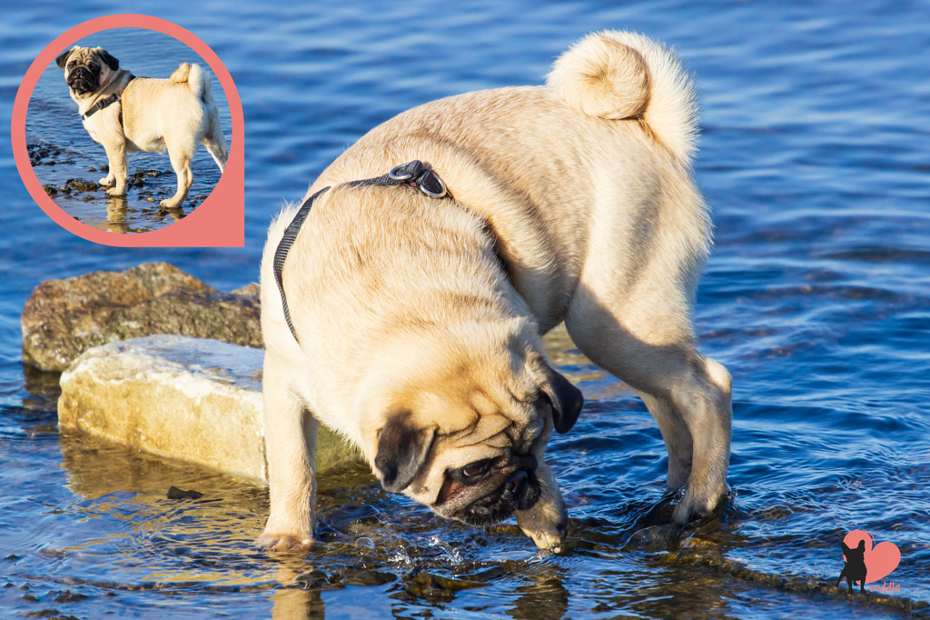 pug-swimming-safety-tips