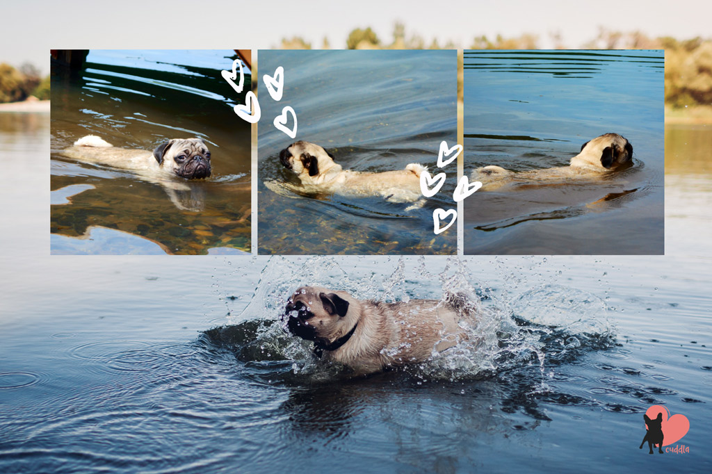 pug-swimming