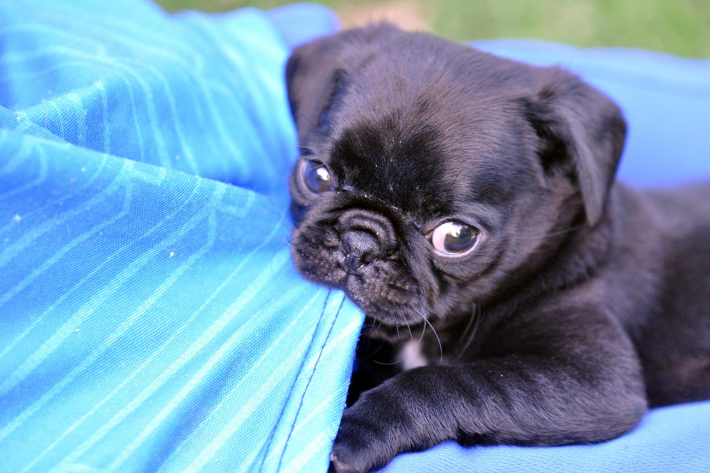 pug-teething-signs