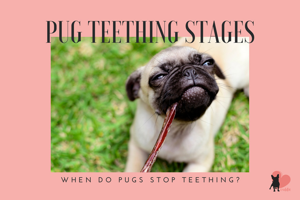 Pug Teething Stages and 3 Tips to Stop Chewing