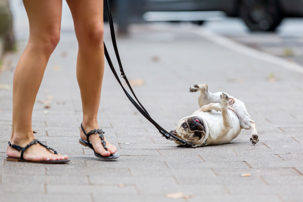 pug-tired-after-walk