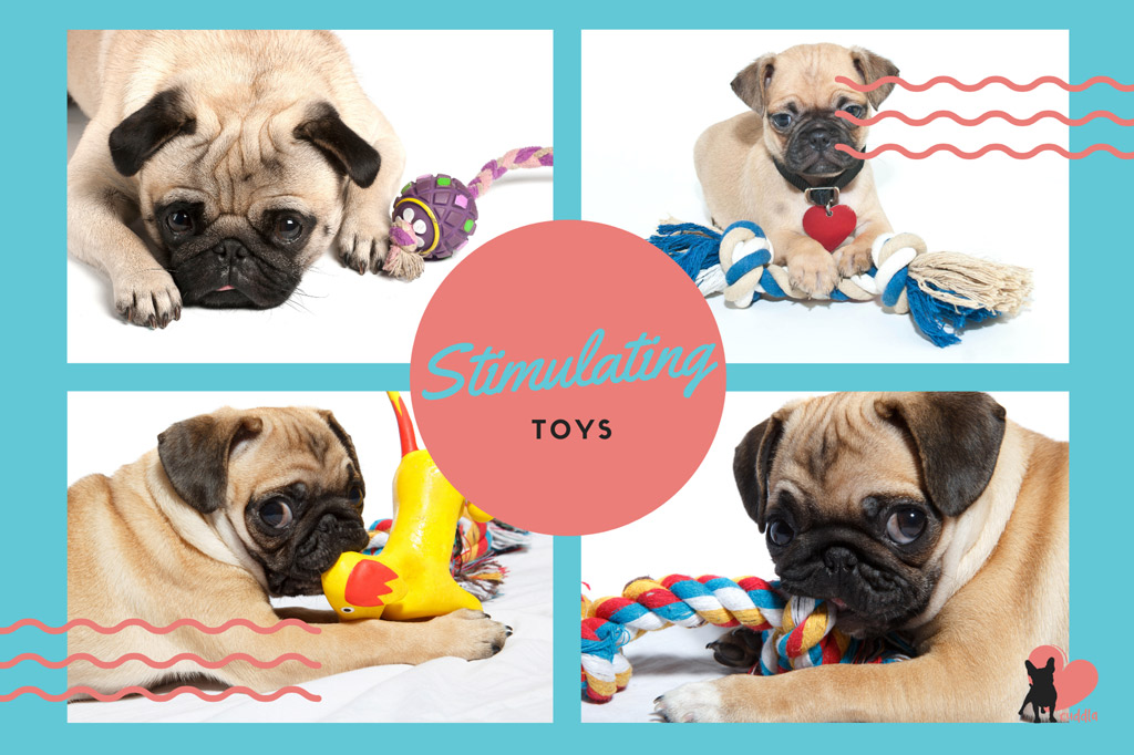 pug-toys-mental-stimulation