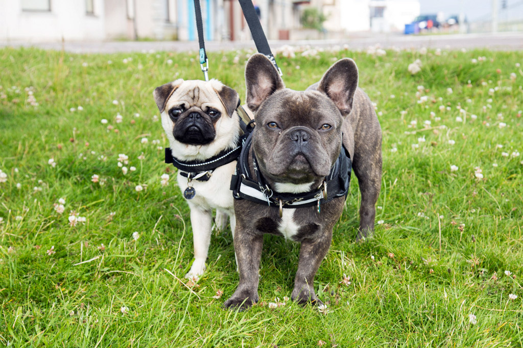 pug-vs-french-bulldog