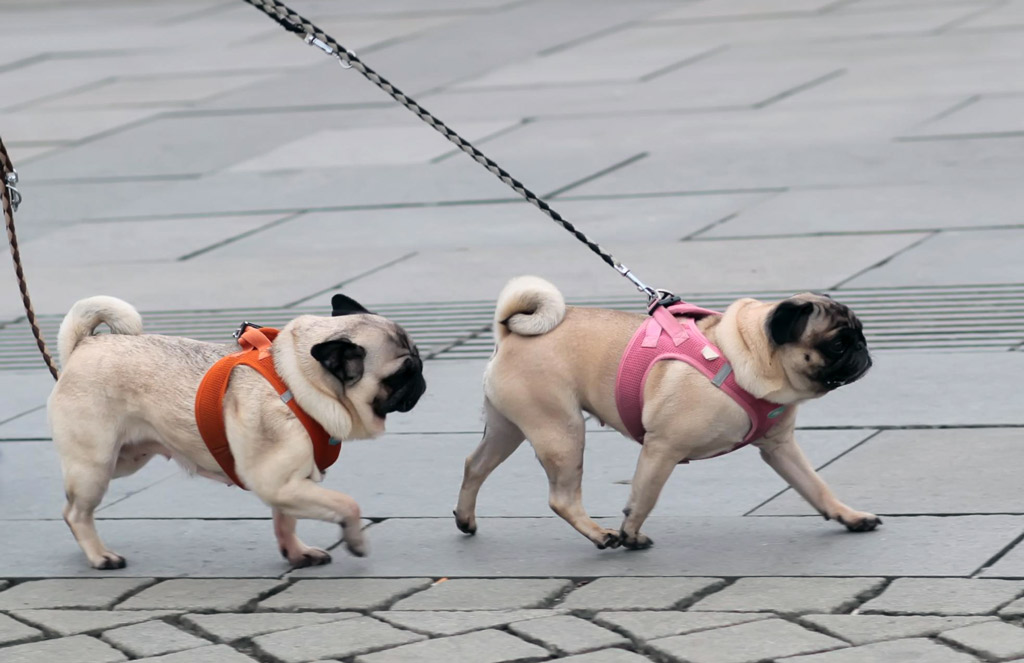 pug-weight-management