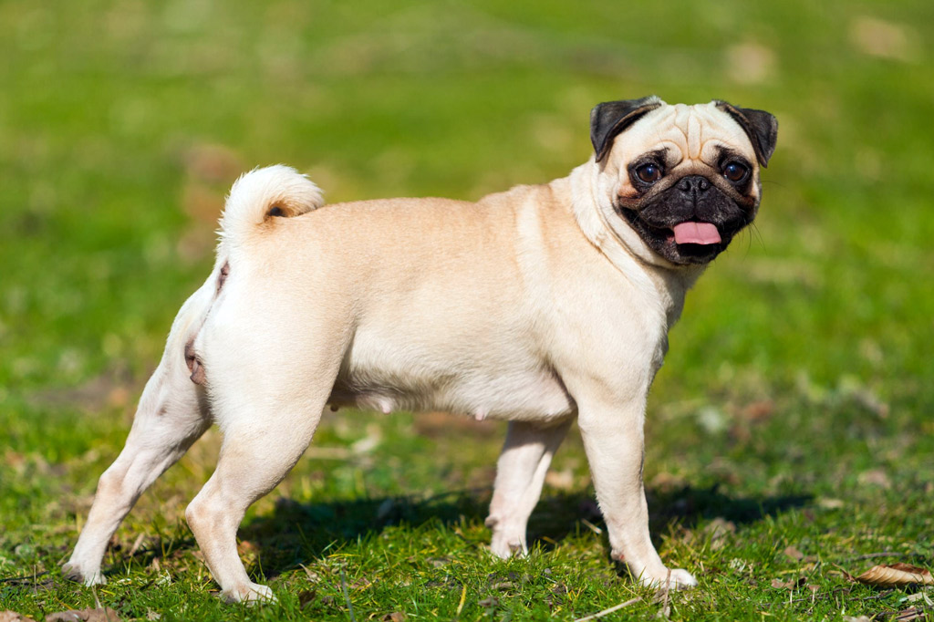 pug-weight